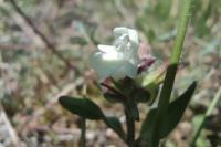 Prunella laciniata