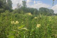 Thalictrum flavum