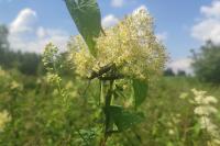 Thalictrum flavum