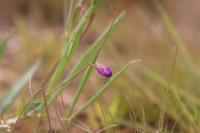 Lathyrus angulatus
