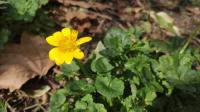 Ficaria grandiflora