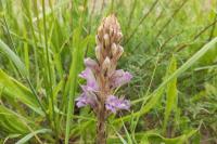 Phelipanche arenaria