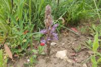 Phelipanche arenaria