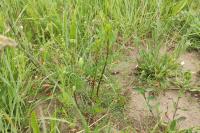 Artemisia campestris