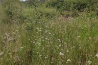 Oenanthe peucedanifolia