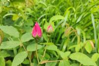 Rosa gallica