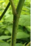 Rosa gallica