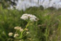 Oenanthe silaifolia