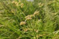 Oenanthe silaifolia