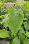 Reynoutria sachalinensis