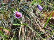 Pulsatilla vulgaris