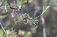 Cornus mas
