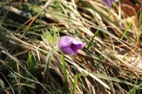 Pulsatilla vulgaris