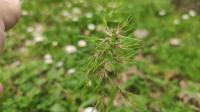 Poa bulbosa