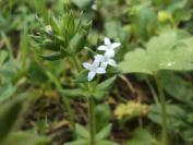 Sherardia arvensis