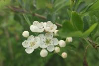 Crataegus monogyna