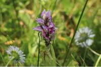 Orchis simia