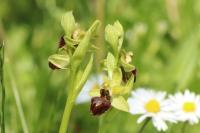 Ophrys aranifera