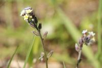 Myosotis discolor