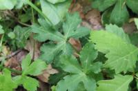 Sanicula europaea