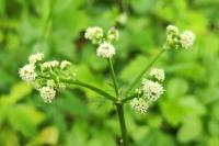 Sanicula europaea