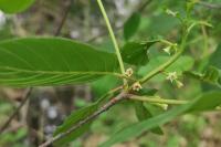 Frangula alnus