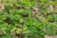 Euphorbia dulcis