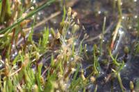 Littorella uniflora