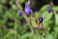 Aquilegia vulgaris