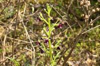 Scrophularia canina