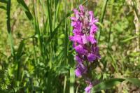Dactylorhiza majalis