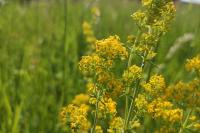Galium verum