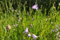 Campanula rapunculus