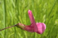 Lathyrus nissolia
