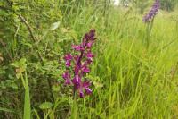 Anacamptis laxiflora