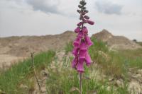 Digitalis purpurea