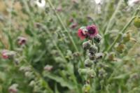 Cynoglossum officinale