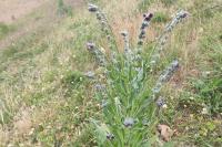 Cynoglossum officinale