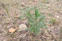 Lupinus angustifolius