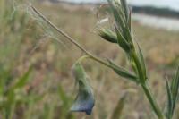 Lathyrus angulatus