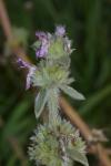 Stachys germanica