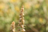 Gamochaeta antillana