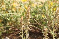 Gamochaeta antillana