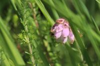 Erica tetralix