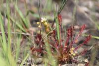 Drosera intermedia