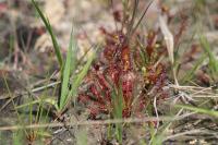 Drosera intermedia