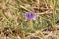 Carthamus mitissimus
