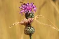 Centaurea scabiosa
