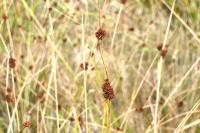 Juncus conglomeratus