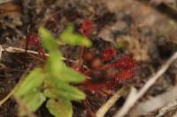 Drosera intermedia